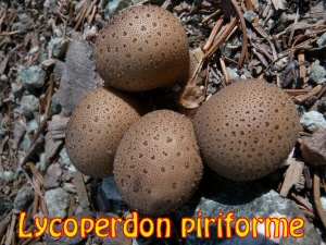Lycoperdon piriforme